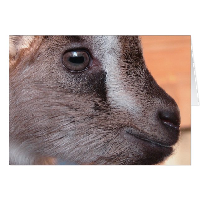 Conejo La Cabra (Anverso (Horizontal))