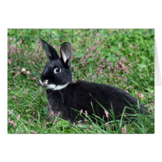 Conejo negro con hierba