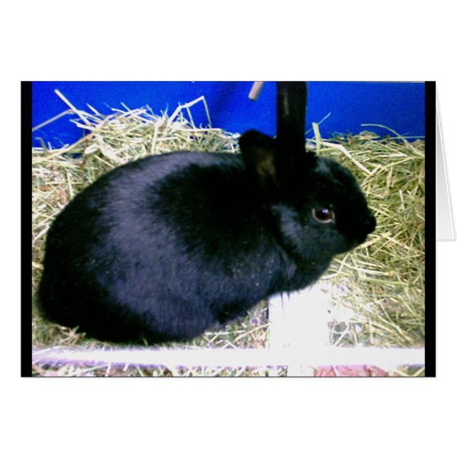 Conejo pequeño 2 (Anverso (Horizontal))