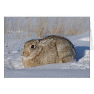 Conejo R5 de cola algodonera en la nieve
