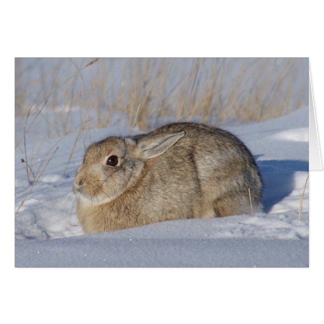 Conejo R5 de cola algodonera en la nieve (Anverso (Horizontal))