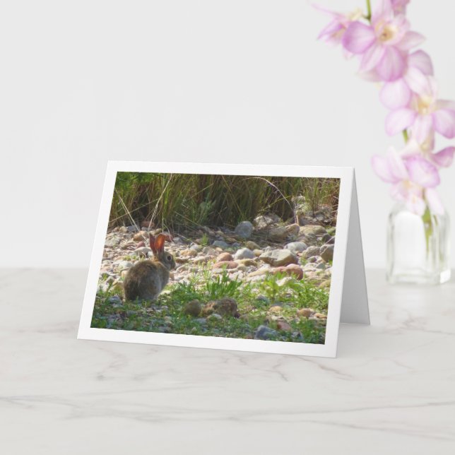 Conejo salvaje con tarjeta de cañón (Orquídea)