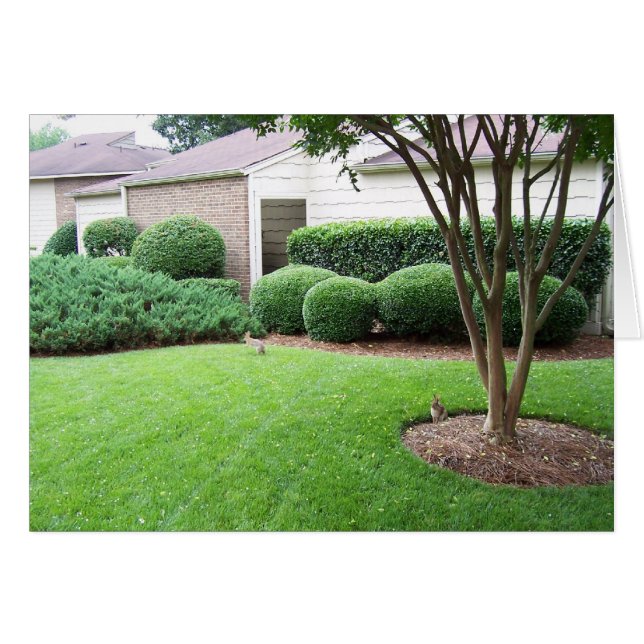 Conejos jugando en el césped (Anverso (Horizontal))