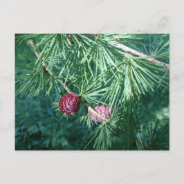 Cones de pino rojo | Postal