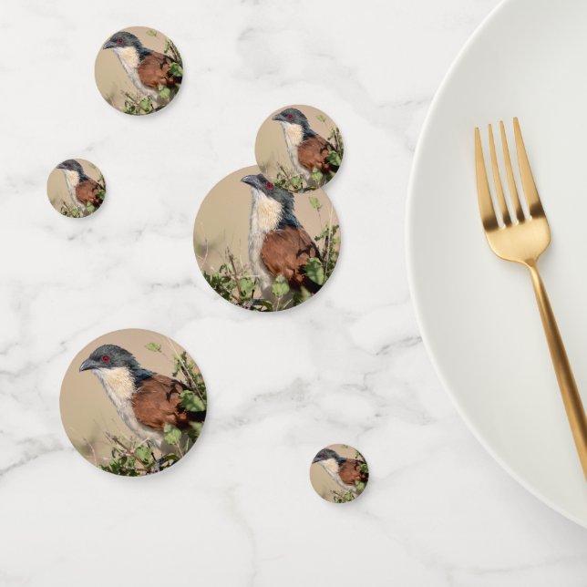 Confeti Coucal de Burchell (Grupo)