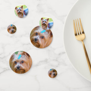 Confeti Cute Yorkshire Terrier Yorkie Raza favorita