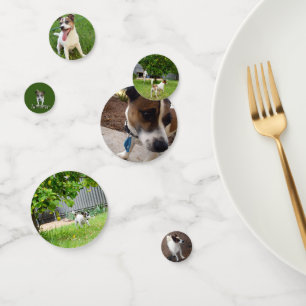 Confeti Fox Terriers,