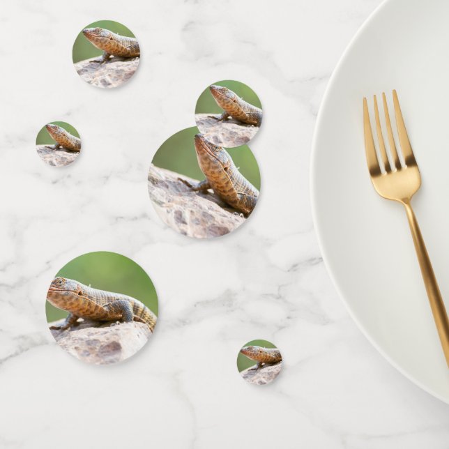 Confeti Plated Lizard (Grupo)