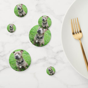 Confeti Staffordshire Bull Terrier Atento,