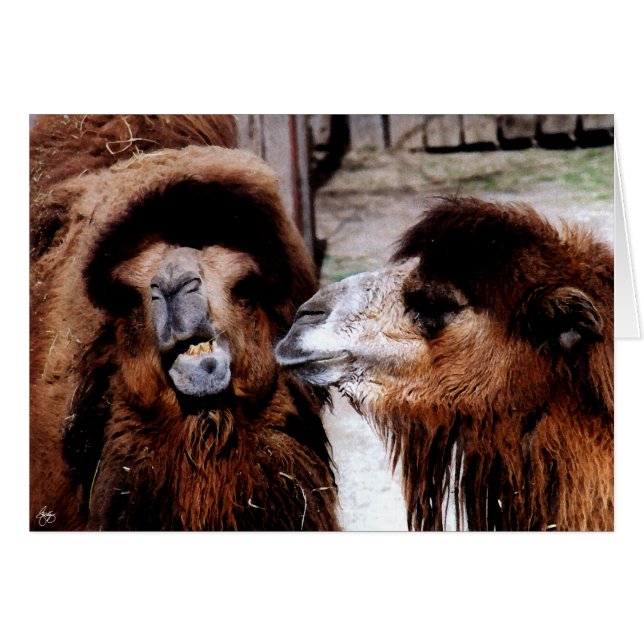 Conflicto marital entre tarjetas de camellos (Anverso (Horizontal))