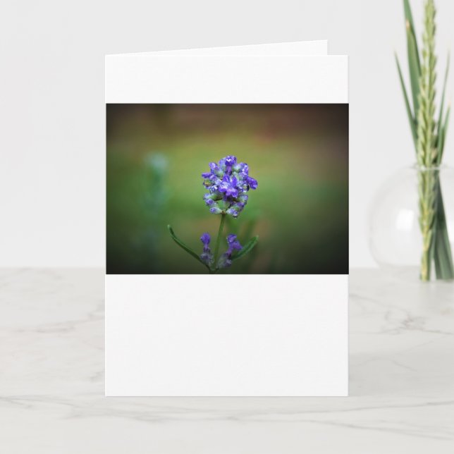 Congelación de invierno, tarjeta (Anverso)