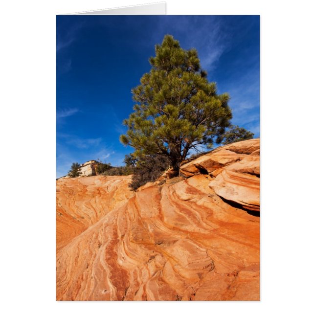 Conífera roja de la roca (Frente)