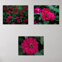 Conjunto de Impresiones Zinnia Serenade