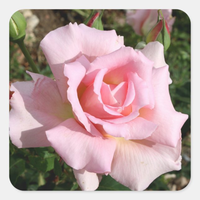 Conjunto de Pegatinas de Flor Hermosa (Anverso)