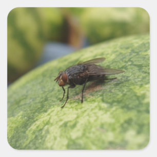 Conjunto de Pegatinas de vuelo GIANT