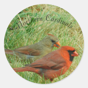 Conjunto de Pegatinas del cardenal norte masculino