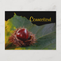 Connecticut, Postal de hoja de otoño con nuez