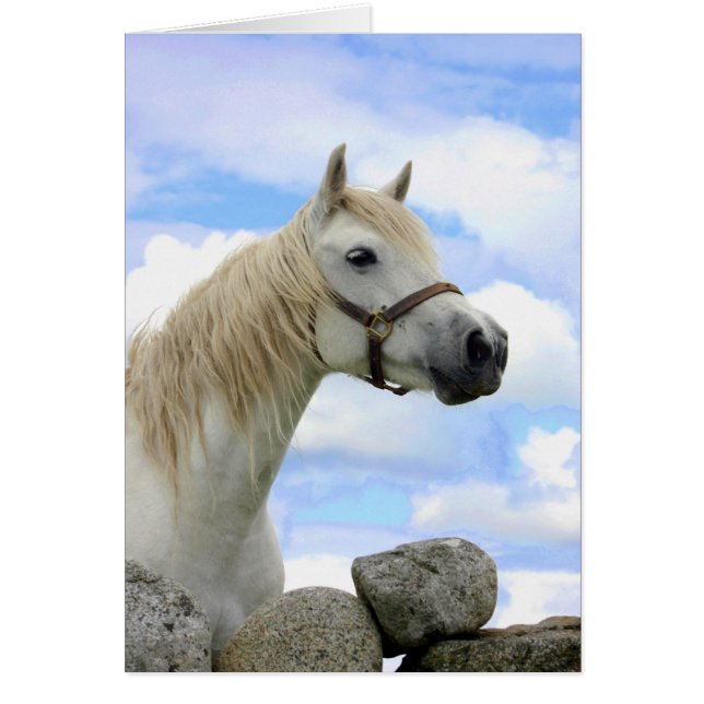 Connemara Pony (Frente)