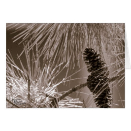 Cono de pino dulce (5.0)