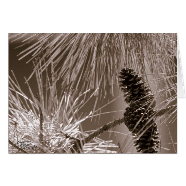 Cono de pino dulce (5.0) (Anverso (Horizontal))