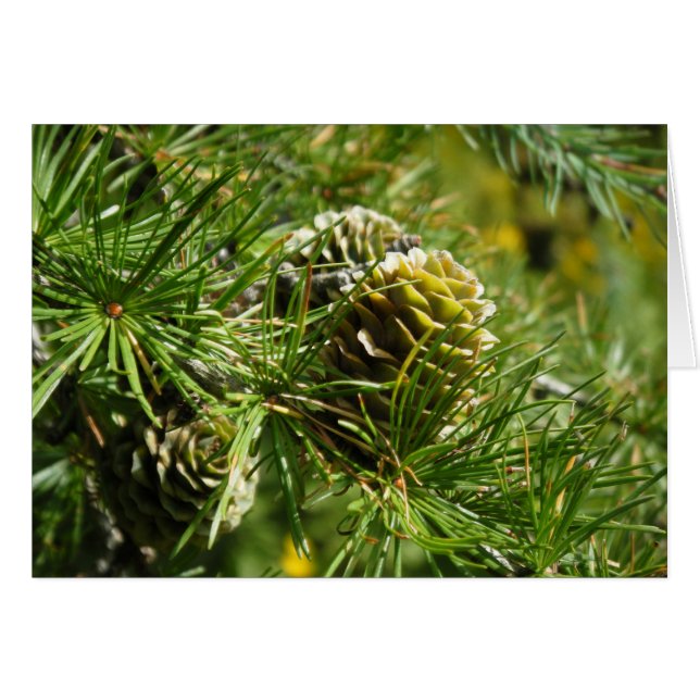 "Cono Tamarack" (Anverso (Horizontal))