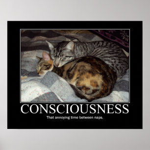 Consciencia... esa obra de arte de un gato enfurec