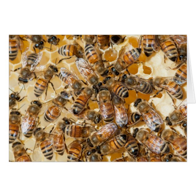 Conservación de abejas en la granja de miel de Arl (Anverso (Horizontal))