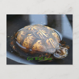 Consiga pronto la postal bien de la tortuga