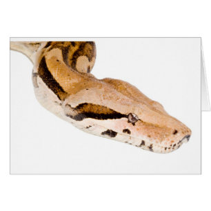 Constrictor de boa