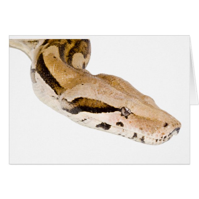 Constrictor de boa (Anverso (Horizontal))