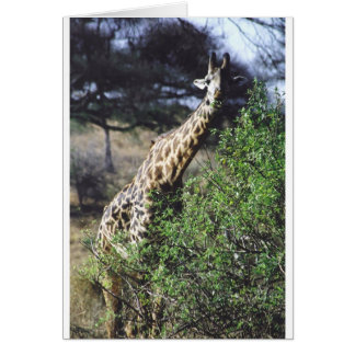 Consumición del Masai de Twiga (jirafa del Masai)