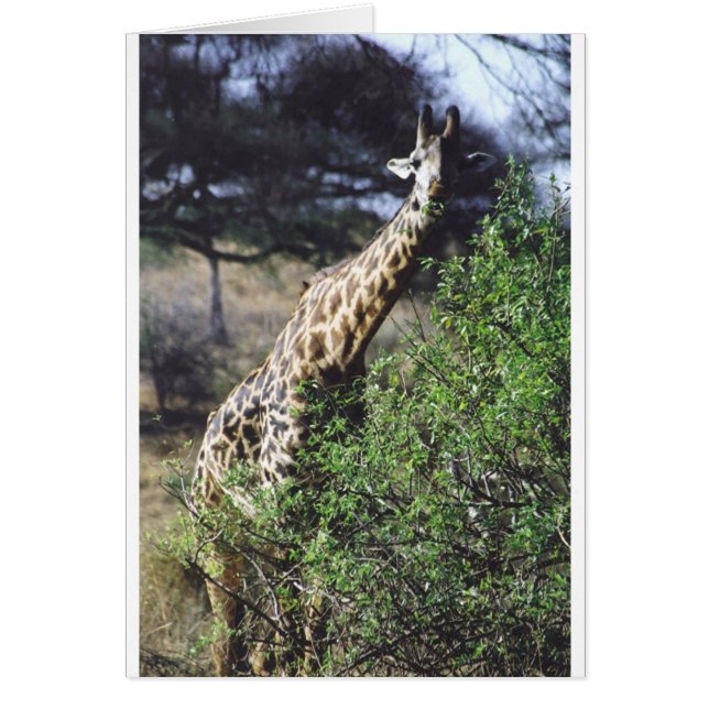 Consumición del Masai de Twiga (jirafa del Masai) (Frente)