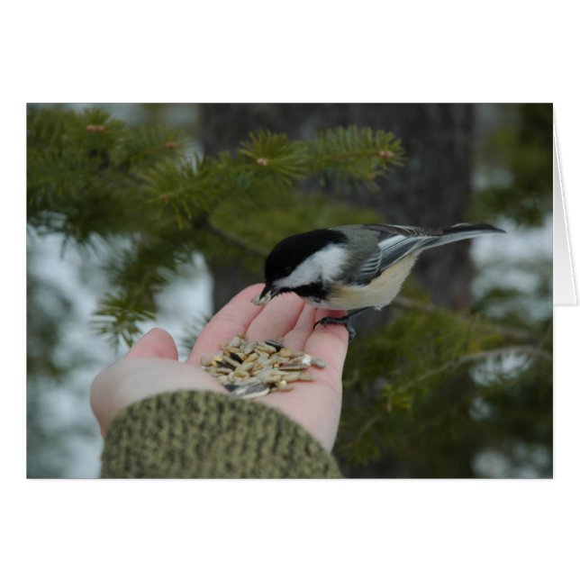 Contacto (Anverso (Horizontal))