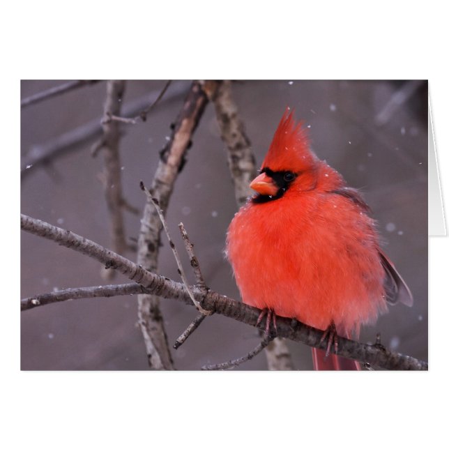 Contemplación de invierno (Anverso (Horizontal))