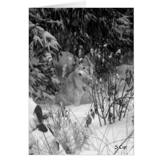 Contra la Nieve, S Cyr (Frente)