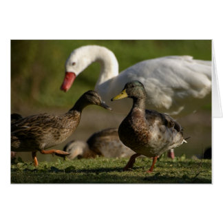 Convención de Duck