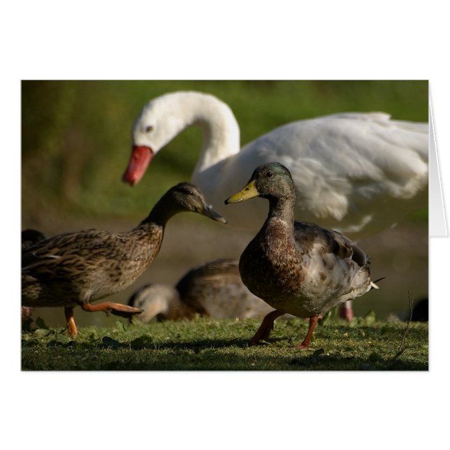 Convención de Duck (Anverso (Horizontal))