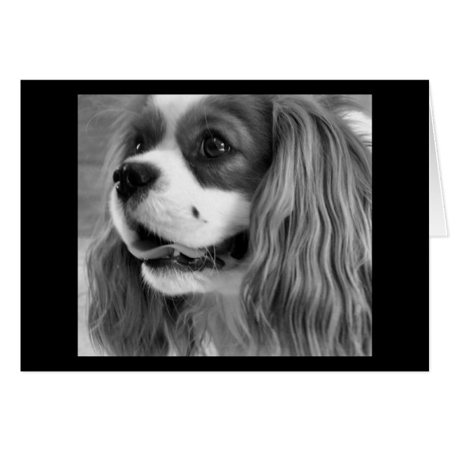 Cookie (Anverso (Horizontal))