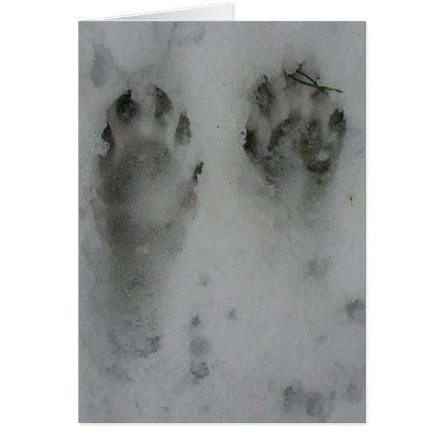 Coon de la nieve ' (Frente)