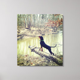 Coon hound en el lienzo del río