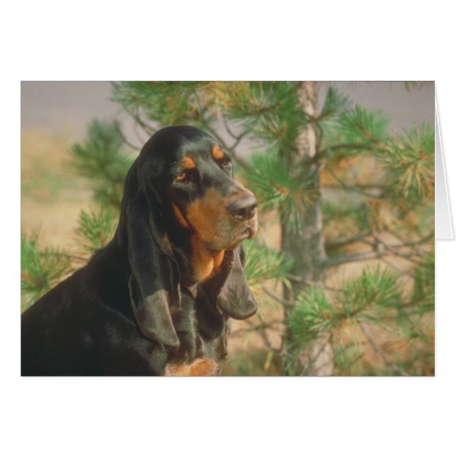 Coonhound negro y tan (Anverso (Horizontal))