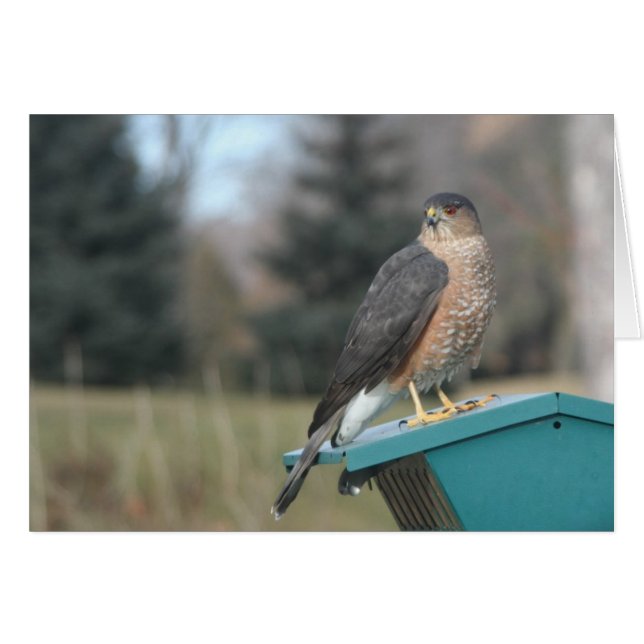 Coopers Hawk (Anverso (Horizontal))