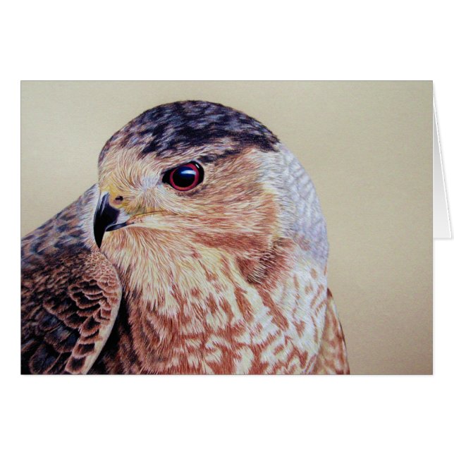 Coopers Hawk (Anverso (Horizontal))