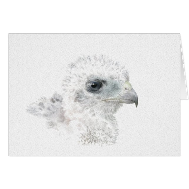 Coopers Hawk Chick (Anverso (Horizontal))