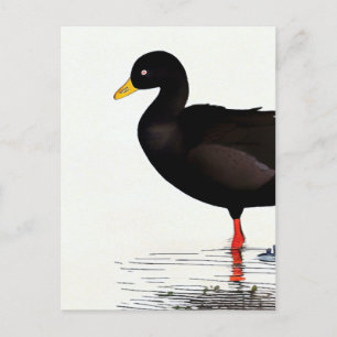 Coot Americano - Pájaro - Tarjeta de arte de la na