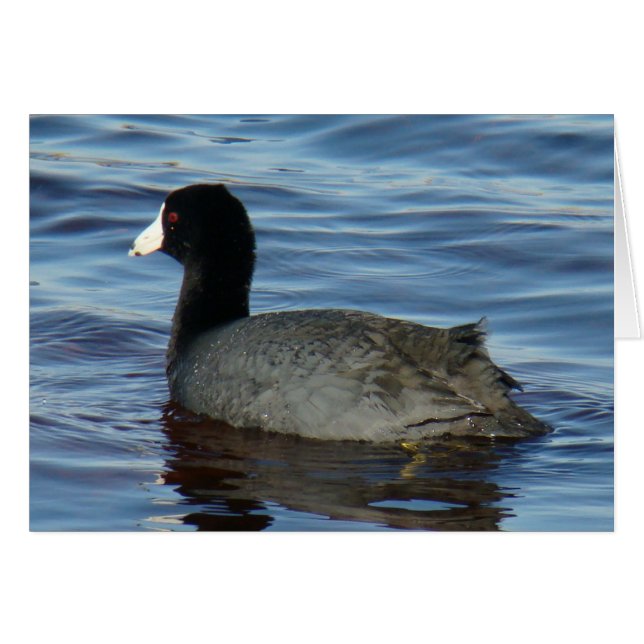 Coot común B27 (Anverso (Horizontal))