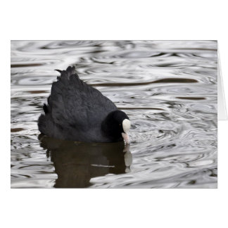 Coot en agua plateada
