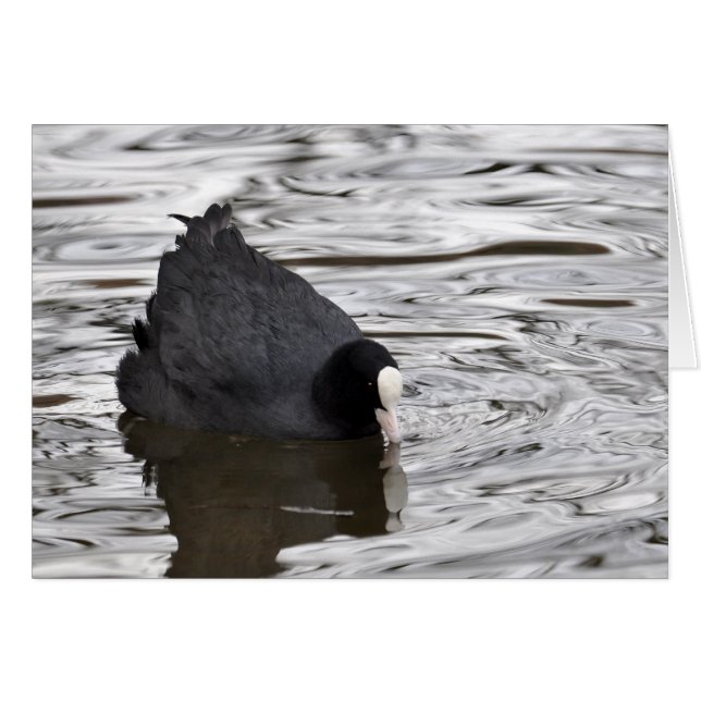 Coot en agua plateada (Anverso (Horizontal))