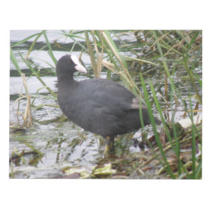 Coot en el Bloc de notas Riverbank