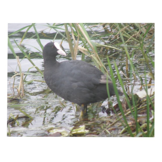 Coot en el Bloc de notas Riverbank (Frente)